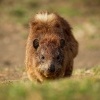 Daman skalni - Procavia capensis - Rock Hyrax o0394